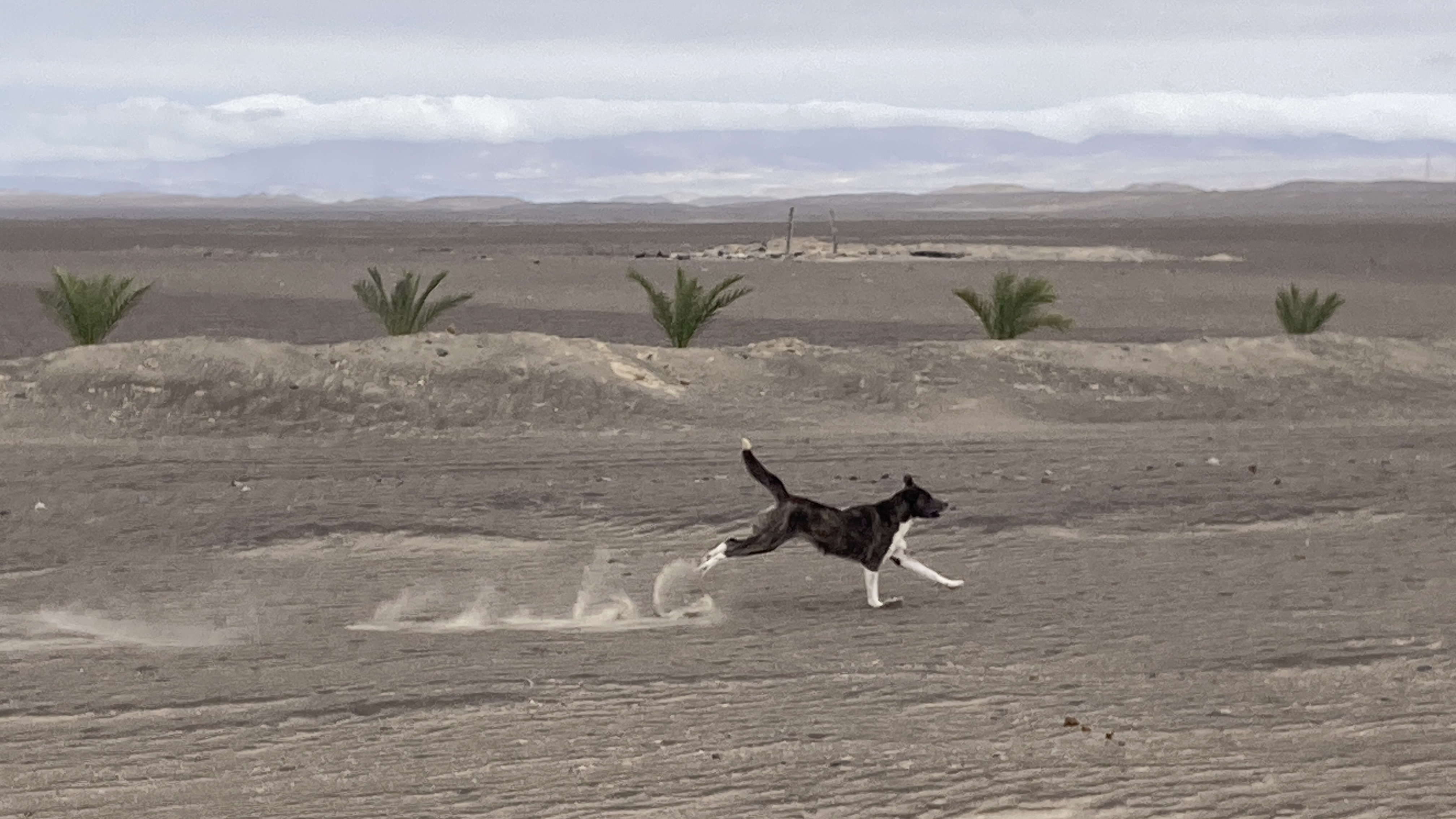 野犬